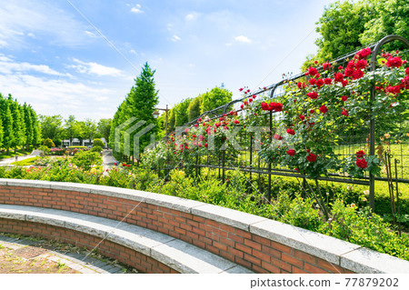 東京都秋留野市秋留台委員會公園玫瑰園和銀杏樹 77879202