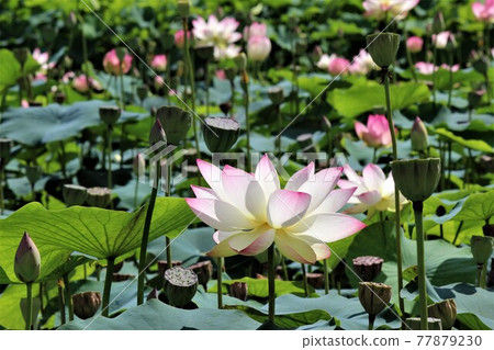 One flower recommended in the lotus field 77879230