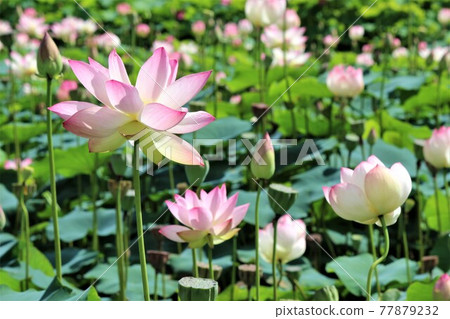 The lotus field is in the middle of flowering The lotus field is in the middle of flowering 77879232