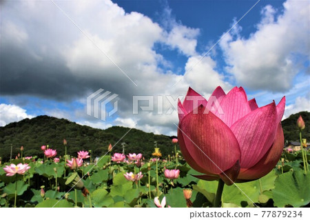 蓮花芽的存在很神秘 77879234