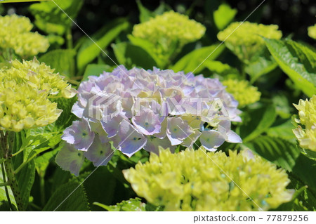 Hydrangea on a sunny day 77879256