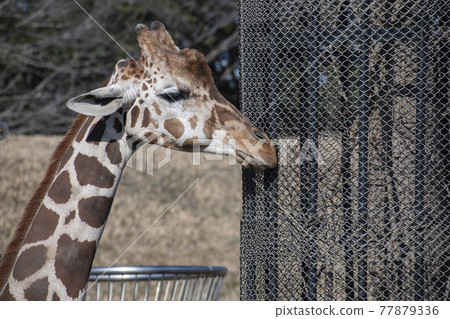 動物園最喜歡的長頸鹿 77879336