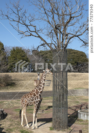 Zoo's favorite giraffe Zoo's favorite giraffe 77879340
