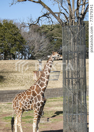 Zoo's favorite giraffe Zoo's favorite giraffe 77879341
