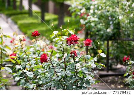 Akiruno City, Tokyo Metropolitan Akirudai High School Rose Garden 77879482