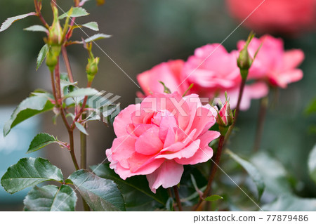 東京都秋留野市秋留台高中玫瑰園 東京都秋留野市秋留台高中玫瑰園 77879486