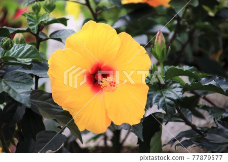 黃色的芙蓉花 黃色的芙蓉花 77879577