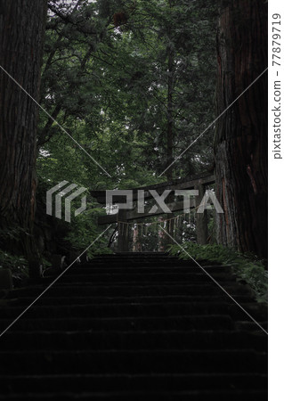 The dark trees and the torii gate of the shrine nestled behind them 77879719