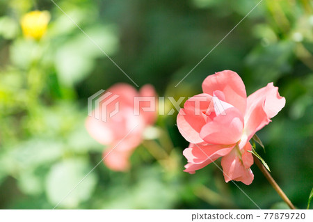 Akiruno City, Tokyo Metropolitan Akirudai High School Rose Garden 77879720