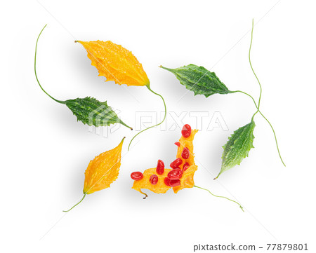Momordica or karela (Momordica charantia)on white background. Top view Momordica or karela (Momordica charantia)on white background. Top view 77879801