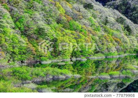 新鮮的綠色百合百合 77879908