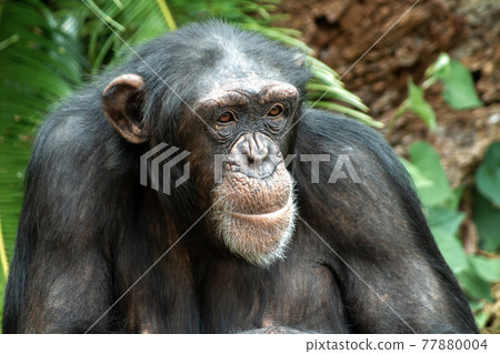 黑猩猩的嘴閉上一個字母，眼睛睜得大大的 [原始人] 77880004
