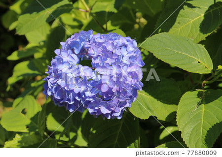 晴天的繡球花 晴天的繡球花 77880009