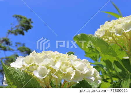 八仙花屬和藍天 八仙花屬和藍天 77880011