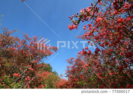 Azaleas and blue sky at Mt. Tokusen, Kesennuma 77880017