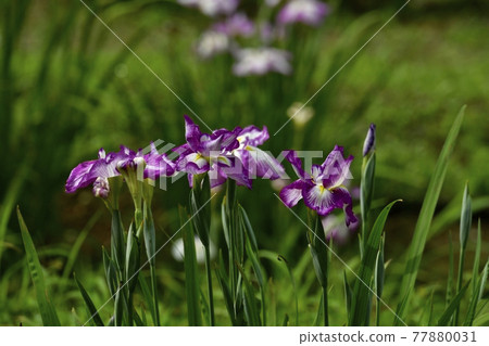 Ryogami flower iris garden in Ogano Town Ryogami flower iris garden in Ogano Town 77880031
