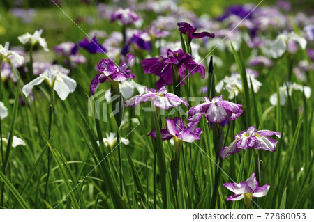 Ryogami flower iris garden in Ogano Town Ryogami flower iris garden in Ogano Town 77880053