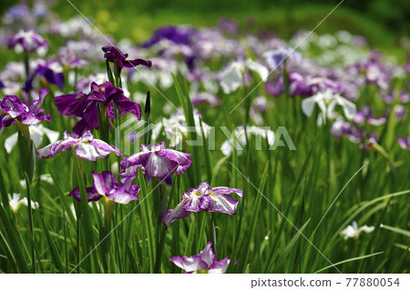 Ryogami flower iris garden in Ogano Town Ryogami flower iris garden in Ogano Town 77880054
