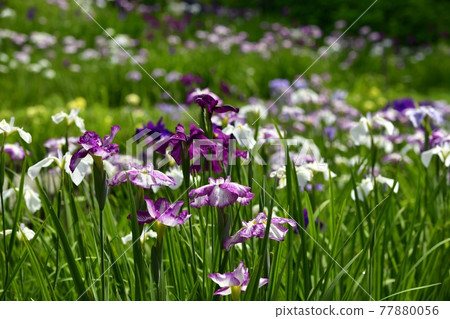 Ryogami flower iris garden in Ogano Town Ryogami flower iris garden in Ogano Town 77880056