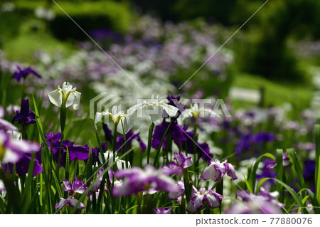 小鹿野町兩神花菖蒲園 小鹿野町兩神花菖蒲園 77880076