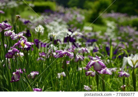 小鹿野町兩神花菖蒲園 小鹿野町兩神花菖蒲園 77880077