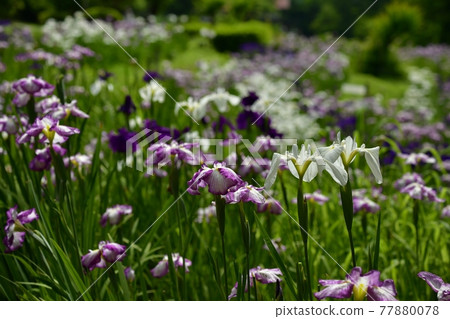 小鹿野町兩神花菖蒲園 小鹿野町兩神花菖蒲園 77880078