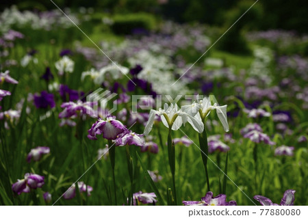 Ryogami flower iris garden in Ogano Town Ryogami flower iris garden in Ogano Town 77880080