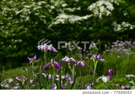 小鹿野町兩神花菖蒲園 77880083