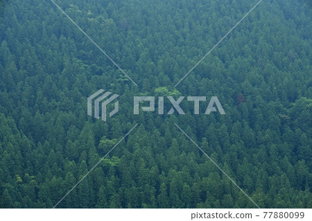 Sugibayashi in Ryokami district of Ogano town Sugibayashi in Ryokami district of Ogano town 77880099