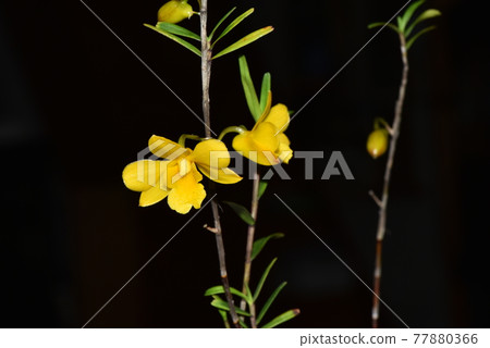 Yunnan bamboo leaf sekoku, bright yellow sekoku 77880366