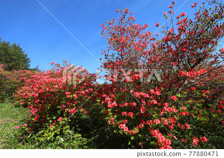 氣仙沼德仙山的杜鵑花和藍天 氣仙沼德仙山的杜鵑花和藍天 77880471