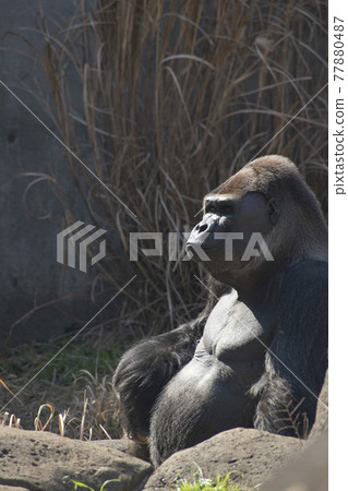 住在動物園籠子裡的大猩猩 住在動物園籠子裡的大猩猩 77880487