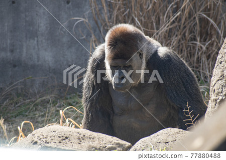 住在動物園籠子裡的大猩猩 住在動物園籠子裡的大猩猩 77880488