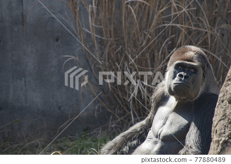 Gorilla living in a zoo cage Gorilla living in a zoo cage 77880489