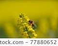Rape blossoms and bees 77880652