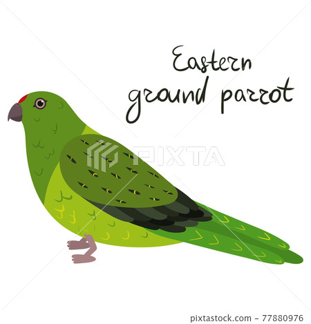 Eastern ground parrot in cartoon style on white background. Pezoporus wallicus 77880976