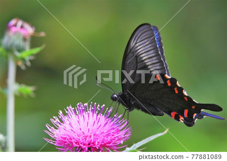 癒傷組織Swallowtail 77881089