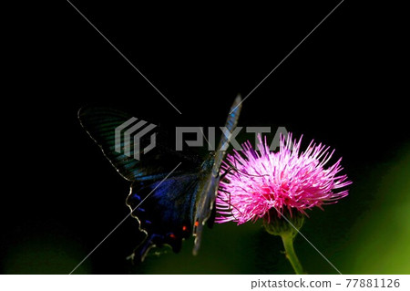 癒傷組織Swallowtail 77881126