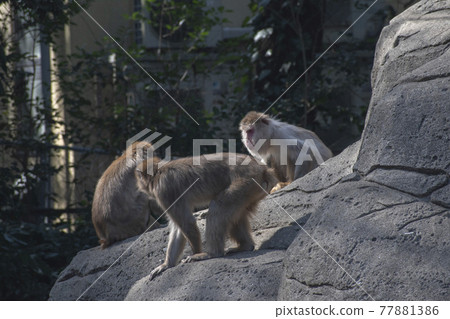 Three monkeys in the monkey mountain 77881386