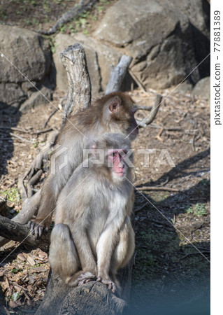 生活在動物園裡的動物 77881389