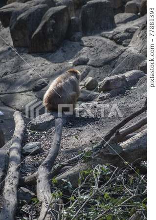 動物園猴子 動物園猴子 77881393