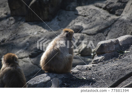 一隻猴子在陽光下暖身 77881394