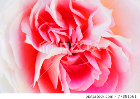 粉紅色的玫瑰 77881561