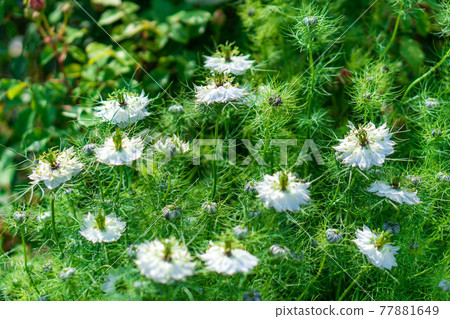 白絲自然公園的黑花 白絲自然公園的黑花 77881649