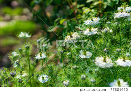 Nigella flowers in Shiraito Natural Park 77881650