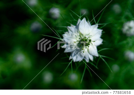 Nigella flowers in Shiraito Natural Park 77881658