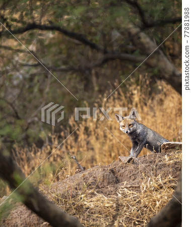 white footed fox or desert fox on rock at ranthambore national park rajasthan india - vulpes vulpes pusilla white footed fox or desert fox on rock at ranthambore national park rajasthan india - vulpes vulpes pusilla 77881988