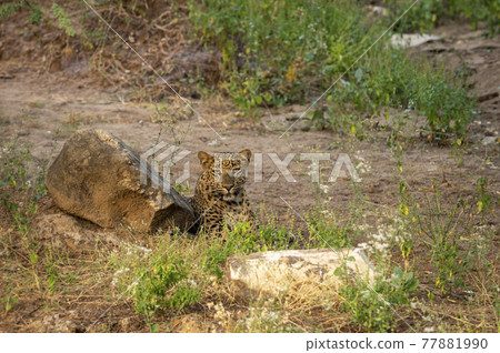 leopard or panther at jhalana forest or leopard reserve jaipur rajasthan india - panthera pardus fusca leopard or panther at jhalana forest or leopard reserve jaipur rajasthan india - panthera pardus fusca 77881990