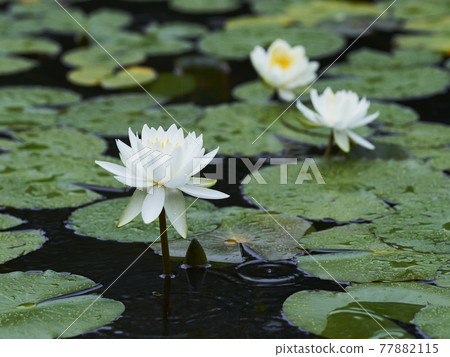 池塘里盛開的白睡蓮花 池塘里盛開的白睡蓮花 77882115