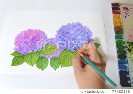 從上面看到的繡球花,水彩,手繪調色板,照片 從上面看到的繡球花,水彩,手繪調色板,照片 77882128